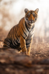Naklejka premium Young tiger female in a beautiful place full of color/wild animal in the nature habitat/India/big cats/endangered animals/close up with tigress