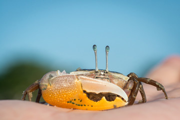 Fiddler crab on the palm - obrazy, fototapety, plakaty