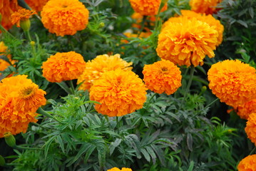 Fleurs oranges
