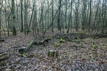 Obraz premium scenic oak forest in rainy weather