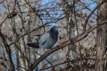 Голубь на ветке