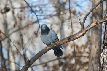 Голубь на ветке