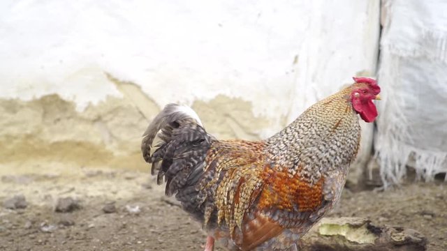 Hen living in the village