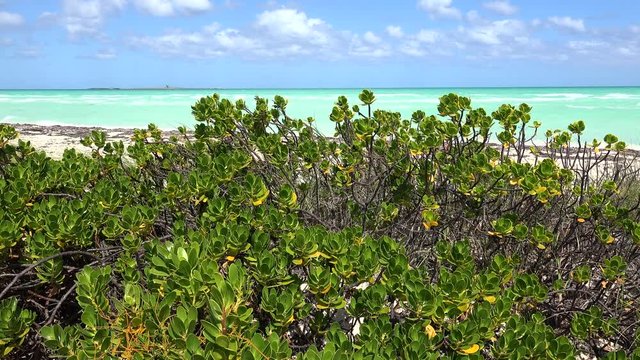 Scaevola plumieri (Inkberry) at the coastline. Cayo Santa Maria, Villa Clara, Cuba  