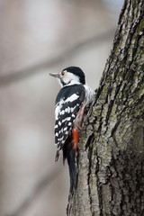 woodpecker on a tree