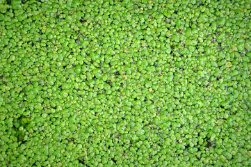 The texture of the green marsh duckweed closeup.