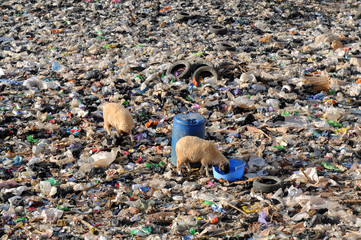 Africa - Marocco - Discarica di Fez