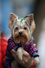 Portrait of a dressed Yorkshire terrier on male hands with raindrops on his face, outdoors