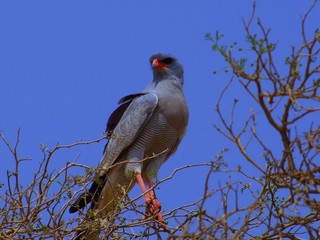Namibian Gabar Goshawk