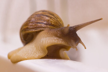 Single Snail with
