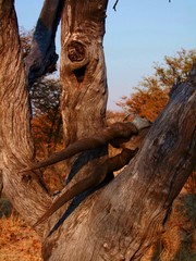 Elan antelope skull in a tree in Namibia