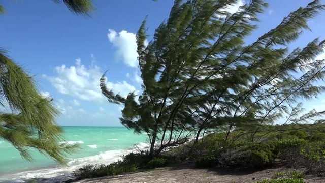 Conifer trees at Caribbean coast. Cayo Santa Maria, Villa Clara, Cuba  