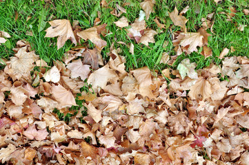 Autumnal background. Dry maple leaves on green grass in late autumn.