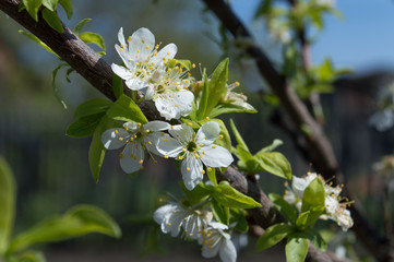 Cherry tree in bloom