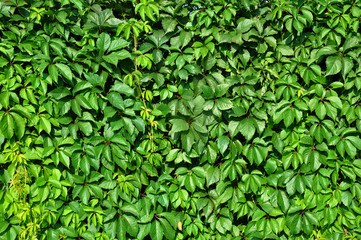 Fototapeta na wymiar Natural background. Texture of green leaf curling vine.