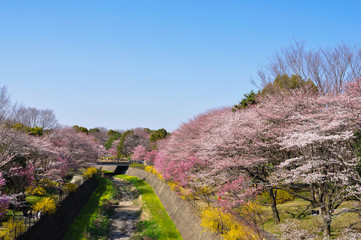 桜