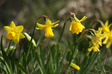 Narzissen im Naturgarten