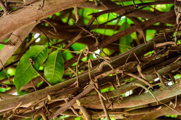Green trees and leaf greenery