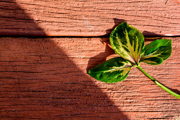 Light leaf on old wood