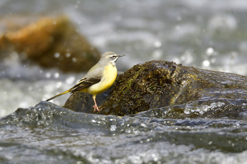 Gebirgsstelze bei der Futtersuche