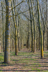Fototapeta premium Campo alberato 