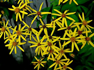 Yellow flowers/ yellow flowers in the swamp - 141038158
