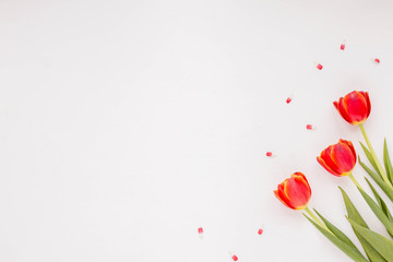 Spring flowers. Red tulip on white background. Flat lay.