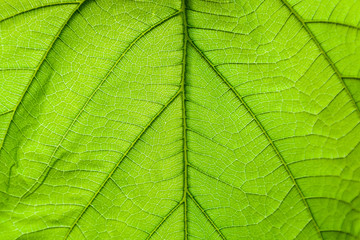 Naklejka na ściany i meble close up green leaf pattern