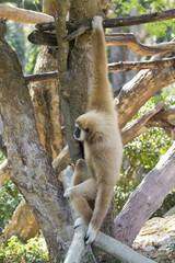 Image of a gibbon swing on trees. Wild Animals.