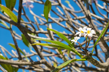 closeup frangipani tree