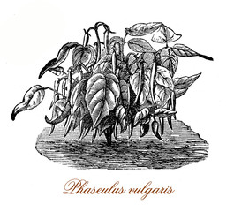 19th century engraving of common bean, high variable species grown as food for the dry edible seeds or for its unripe fruits green beans.