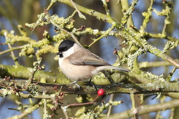 Marsh TiT