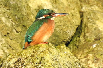 KINGFISHER