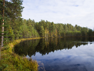 Lake and forest