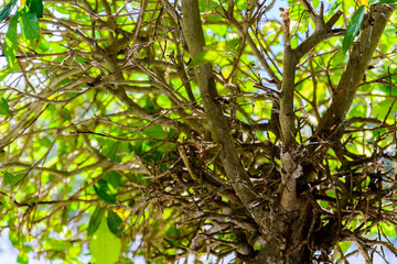 Green trees and leaf greenery