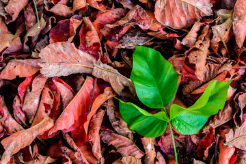green leaf on Dry leaf Red pattern