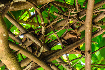 Green trees and leaf greenery