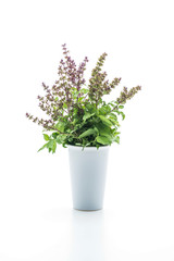 Sweet Basil or Thai Basil