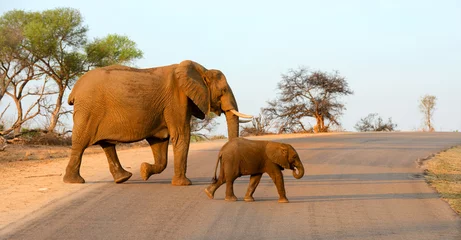 Photo sur Plexiglas Éléphant Mother and baby elephant walking across a road