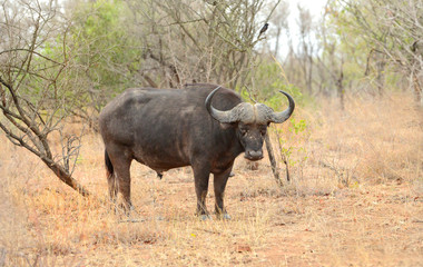 Obraz premium Large male cape buffalo in Kruger National Park