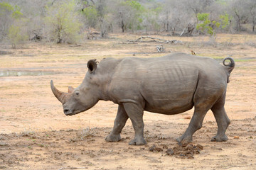 Fototapeta premium Large Rhinoceros in Kruger National Park