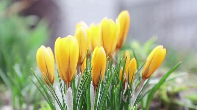 Yellow blooming crocuses in light breeze. Low angle. Sunrise. Slow motion.