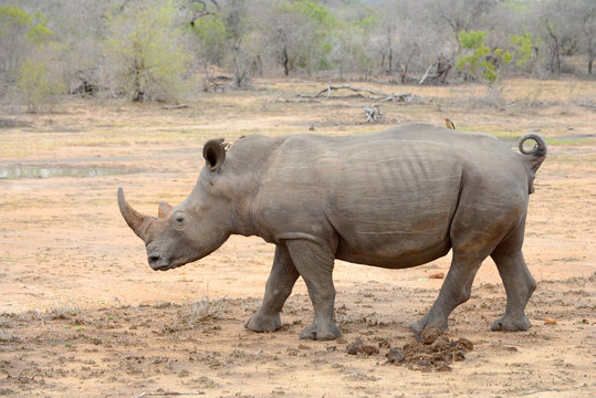 Large Rhinoceros in Kruger National Park