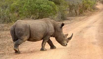 Fototapeta premium Rhinoceros walking across a dry road in Kruger National Park