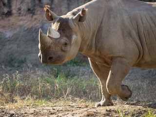 Obraz premium クロサイ