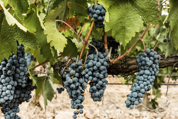 Wine grapes hanging from vine in vineyard
