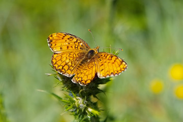 Perlmutterfalter - Butterfly Dark green fritillary