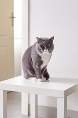 The gray British cat