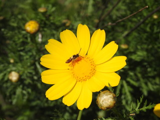 Margherita con insetto