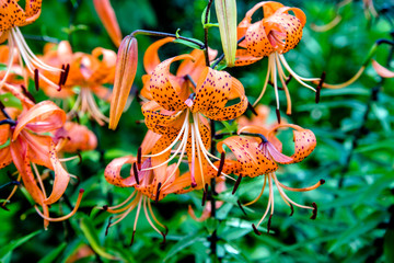 orange tiger lilies bloom in the garden of a country 